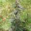 #44 ASTERACEAE Cardus sp.(.)[Maia,NF37_P.S.P.Avioso,CA&CMMaia]_P1570701.JPG
