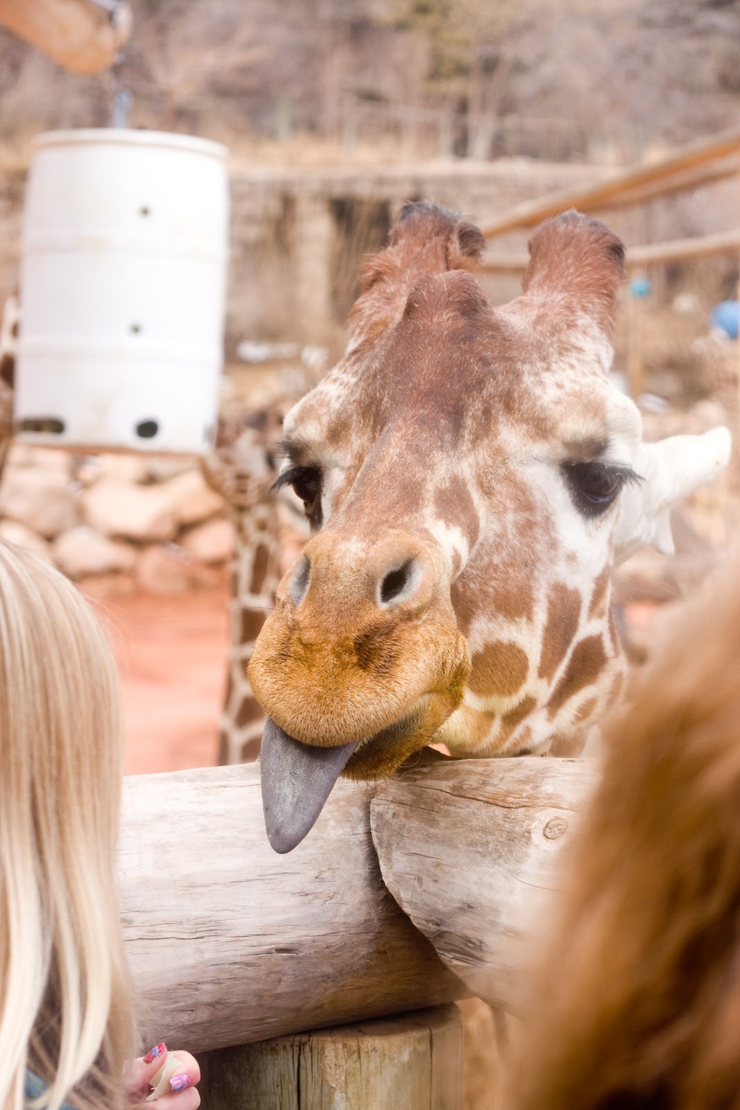 [03-28-13_giraffe-54.jpg]