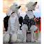 Dogs dressed as a "wedding couple" pose for photos during a pet show in Taipei on July 16, 2010. More than one hundred companies took part in this four-day pets exhibition. AFP PHOTO/Sam YEH (Photo credit should read SAM YEH/AFP/Getty Images)