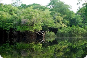 Amazonie Amazonie