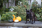 Martha would consider this display dinky.  It definitely needs to be more opulent.