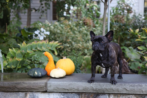 Martha would consider this display dinky.  It definitely needs to be more opulent.