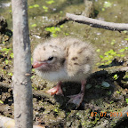 DSCN9527.JPG