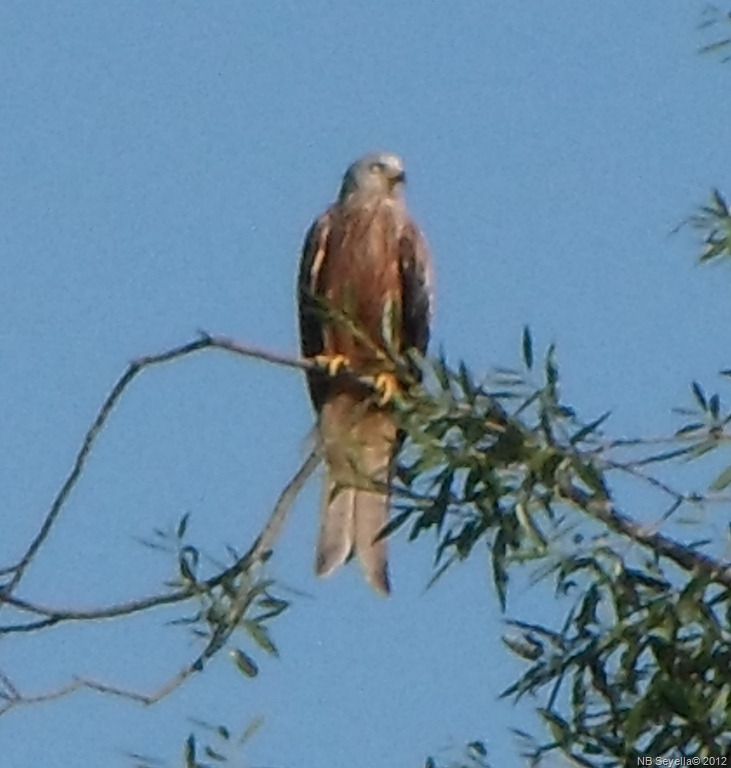 [SAM_1762%2520Red%2520Kite%255B5%255D.jpg]