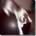 blurry cat