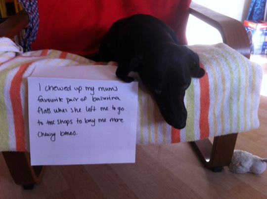 [dog-shaming-bad-4%255B2%255D.jpg]