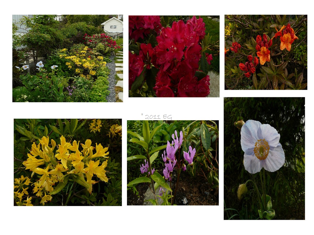 [blomsterhagen%255B14%255D.jpg]