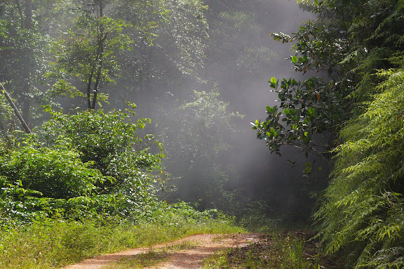 Piste de Coralie (Guyane) : brume matinale. 28 novembre 2011. Photo : J.-M. Gayman