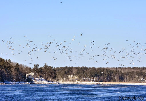 15. gulls in flight-kab