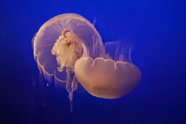 [20150313-DSC00289%255B4%255D.jpg]