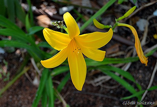 Glória Ishizaka - Flor amarela 26