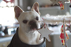 Franny, it's enticing because it's an edible gingerbread cookie!  How appropriate for the kitchen!