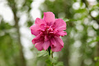 I see, so these are still in the Hibiscus syriacus family, but instead of having one set of petals, they have an extra lacy ring in the center.