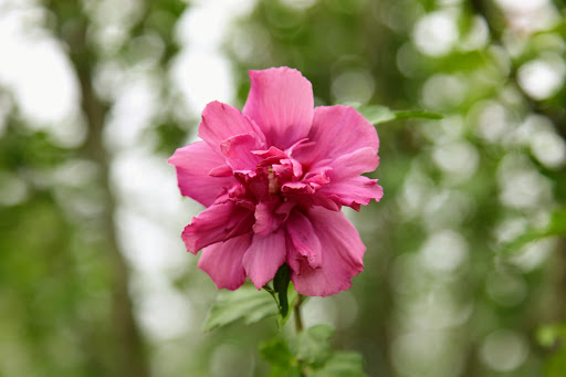 I see, so these are still in the Hibiscus syriacus family, but instead of having one set of petals, they have an extra lacy ring in the center.