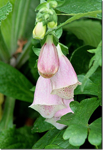 FoxGlove_Sept26