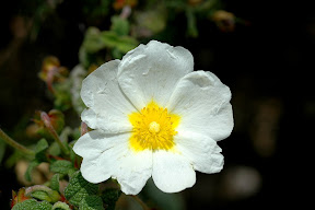 Cistus.salviifolius.TRN.20080317.CO.Carcabuey.SAlcaide-27.JPG