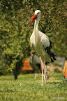 Toshkent city of storks