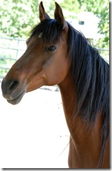 horses2011-36