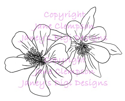 [Aquilegia%2520Flowers%2520-%2520Blog%255B2%255D.jpg]