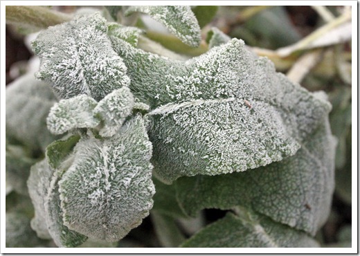 121220_first_frost_Salvia-canariensis_01
