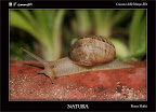 001-NATURA Lumaca.jpg