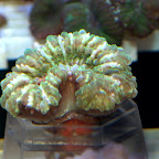 DSC_2108.jpg