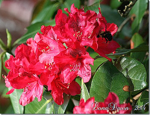 Rhododendron Red