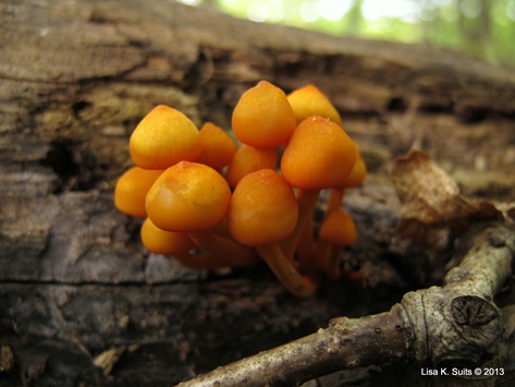 Mycena leaeiana Mycena leaeiana