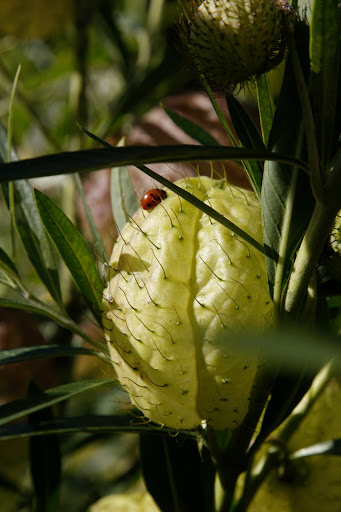 This lady bug likes the hairy ball.