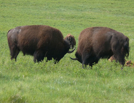 Bison Fighting