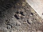 Big dog prints too!