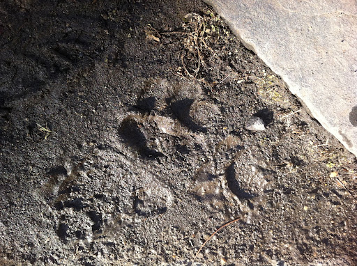 Big dog prints too!
