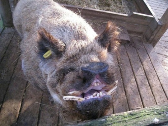 [viral-picdump-pics-e4706d%255B2%255D.jpg]