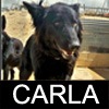 carla carla