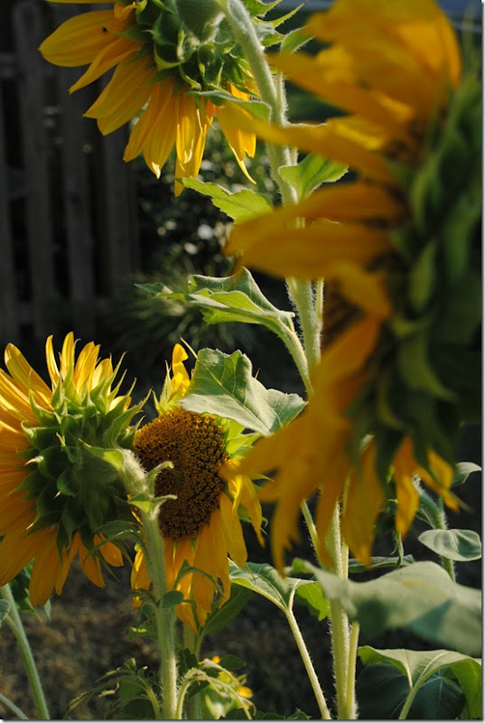 DSC_0458 DSC_0458
