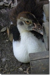 Portrait of a Duck
