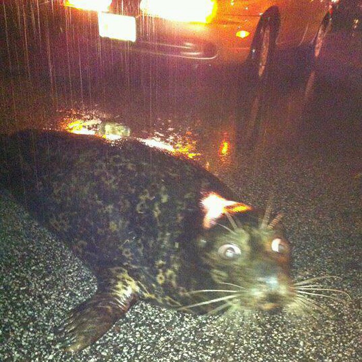[20120620_duluth_seal_53%255B7%255D.jpg]