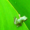 frog51.jpg