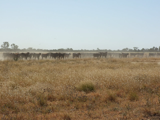 Cattle on the road.JPG