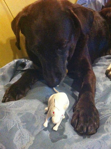 Luna, Luna,