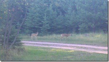 Baby deer