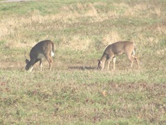 11.2011 Maine Otisfield 2deer in apple farm field2