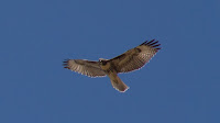 DSC03027.jpg