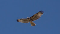DSC03026.jpg