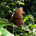 Unnamed spotting