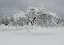 barnes - Snow%252520Tree.jpg