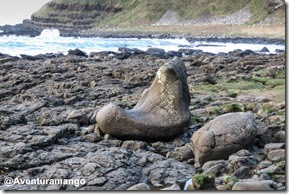 Giant Causeway - Irlanda do Norte (13)