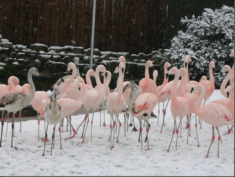 snowyflamingo