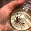Dark Fishing Spider