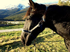Meet Boo, my horse for this ride. He kind of has his own character.